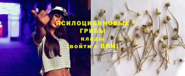 шишки Аркадак