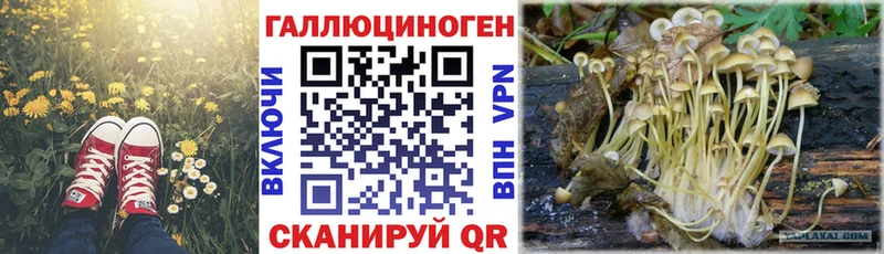 закладки Мыски нарко площадка телеграм Псилоцибиновые грибы Psilocybine cubensis